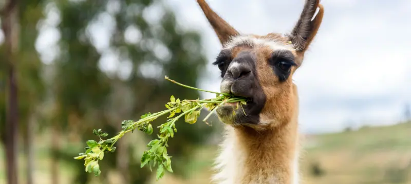 Nourriture de lama