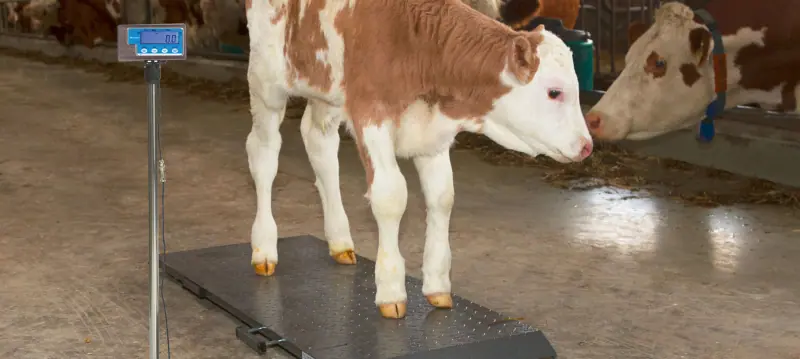 Accessoires pour la ferme