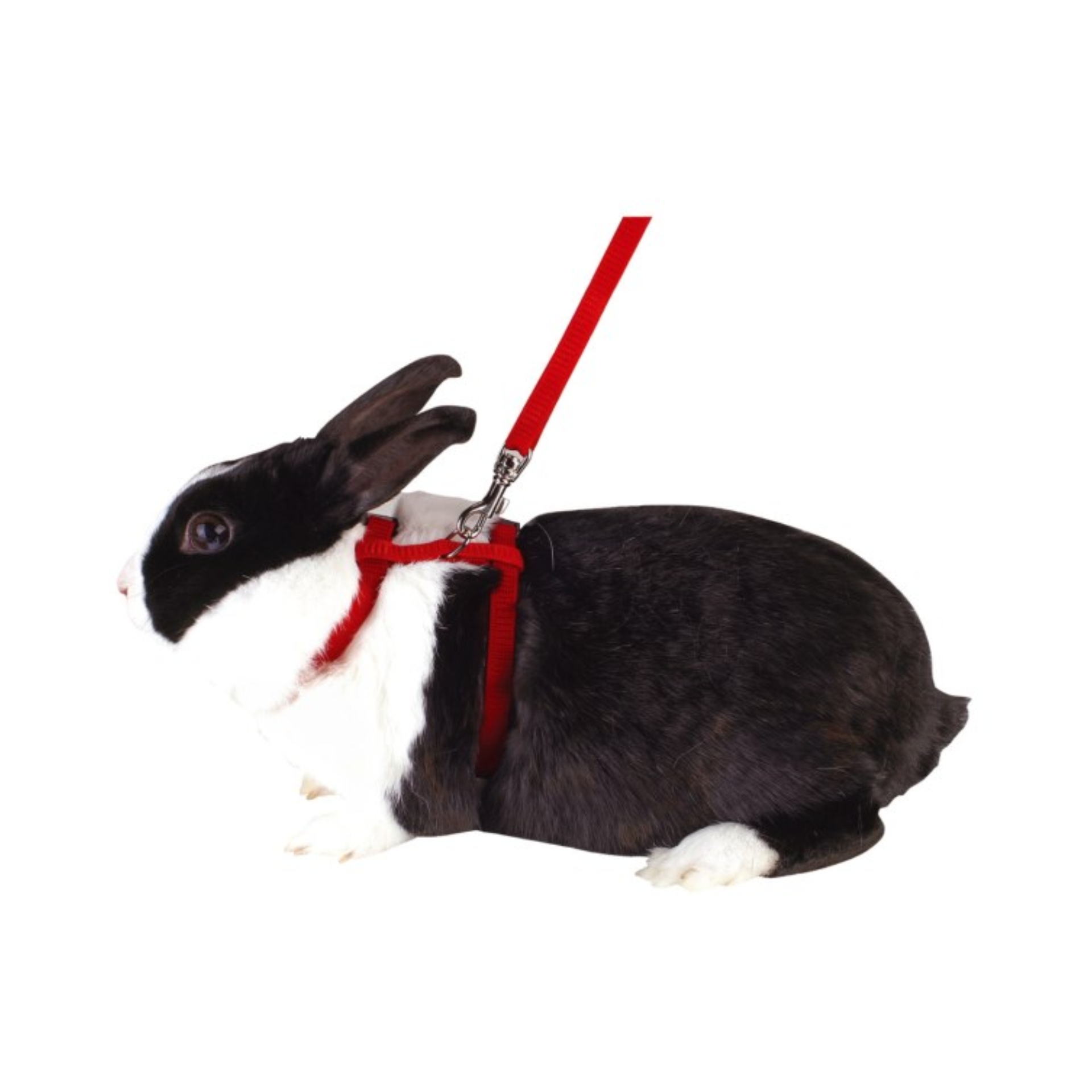 Harnesses for rabbits, assorted colours