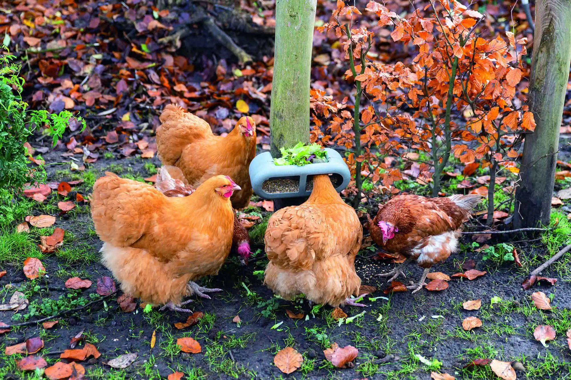 Mangeoire pour poules Beeztees