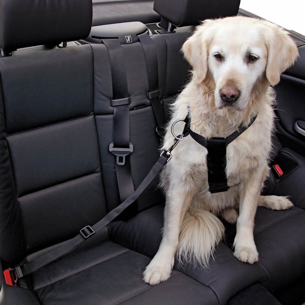 Kerbl Voiture à ceinture de sécurité pour chiens