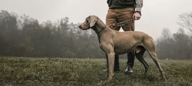 Chien de chasse