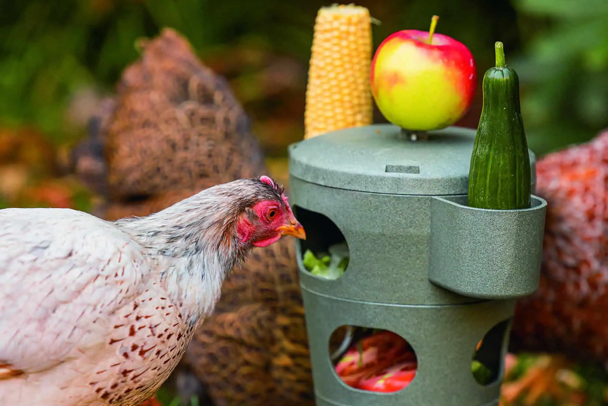 Tour de Snacks pour Poules de Beeztees