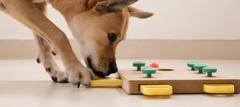 Jouets pour chiens