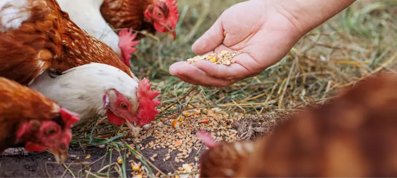 Aliments pour poules Mélanges de graines