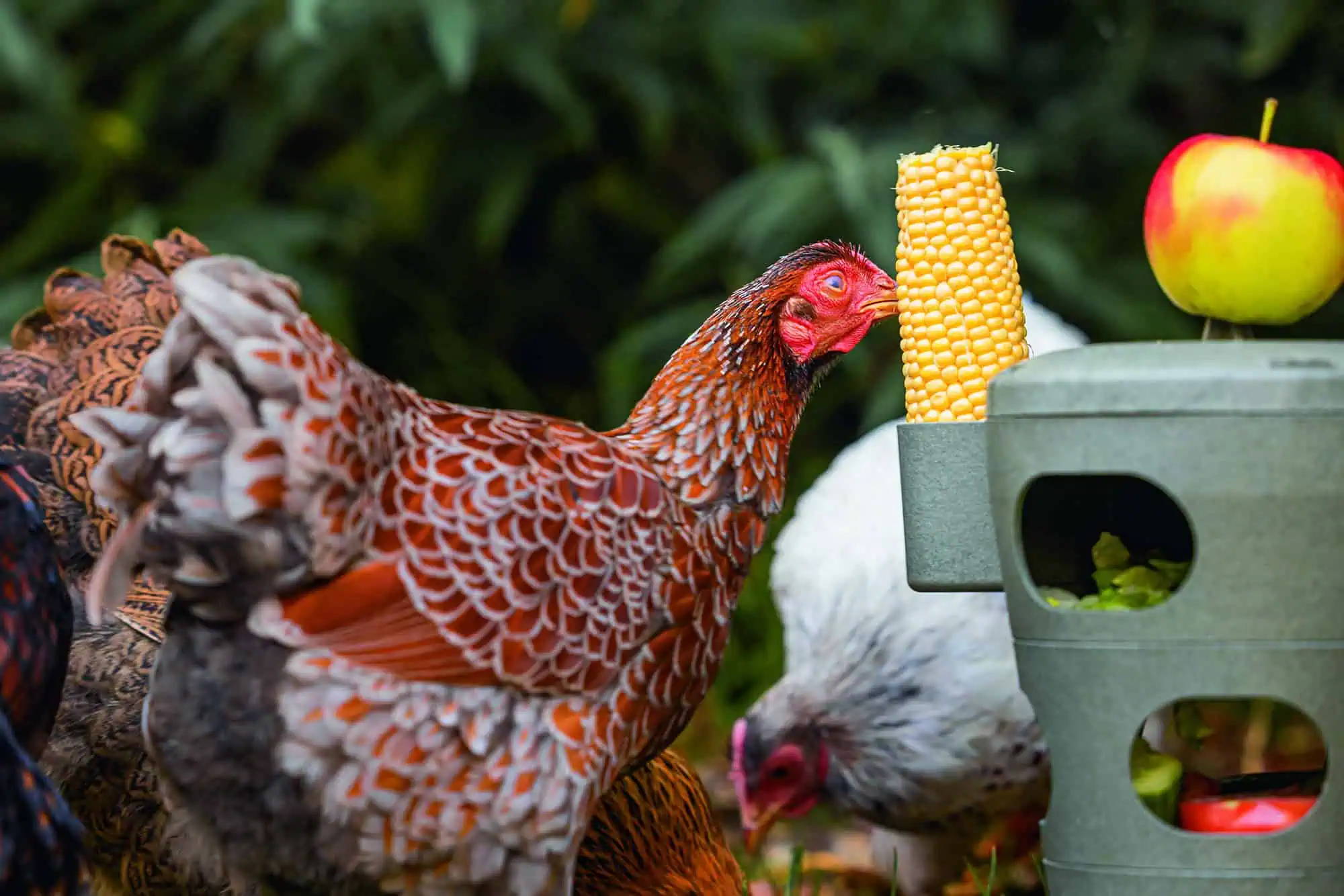 Tour de Snacks pour Poules de Beeztees