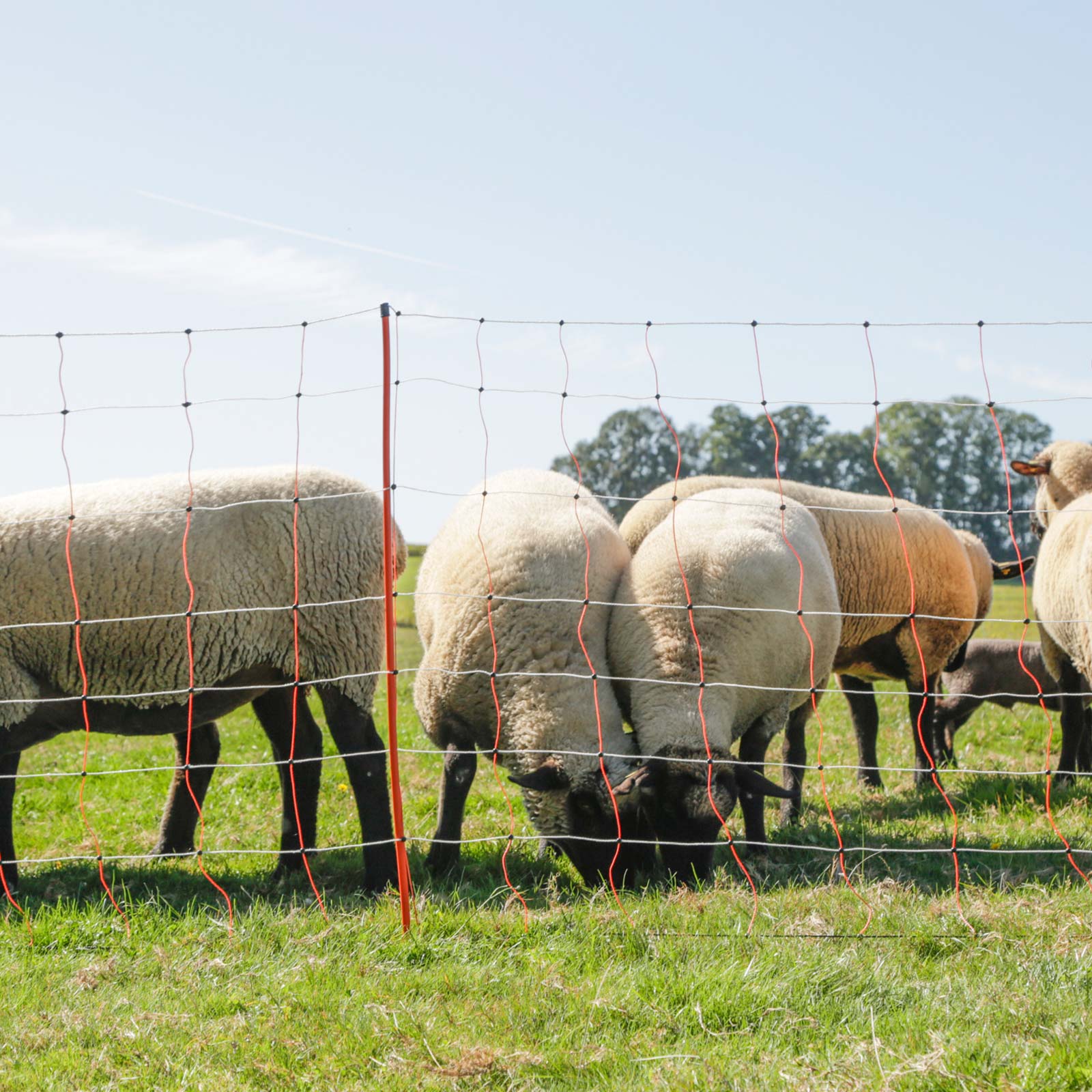 Filet pour moutons électrifié Kerbl, double pointe, orange-blanc, 50 m 50 m x 90 cm