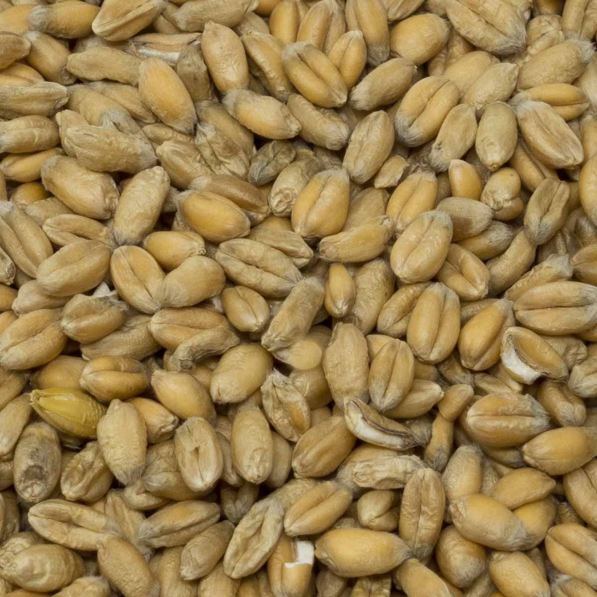 Leimüller Prime au blé biologique 25 kg
