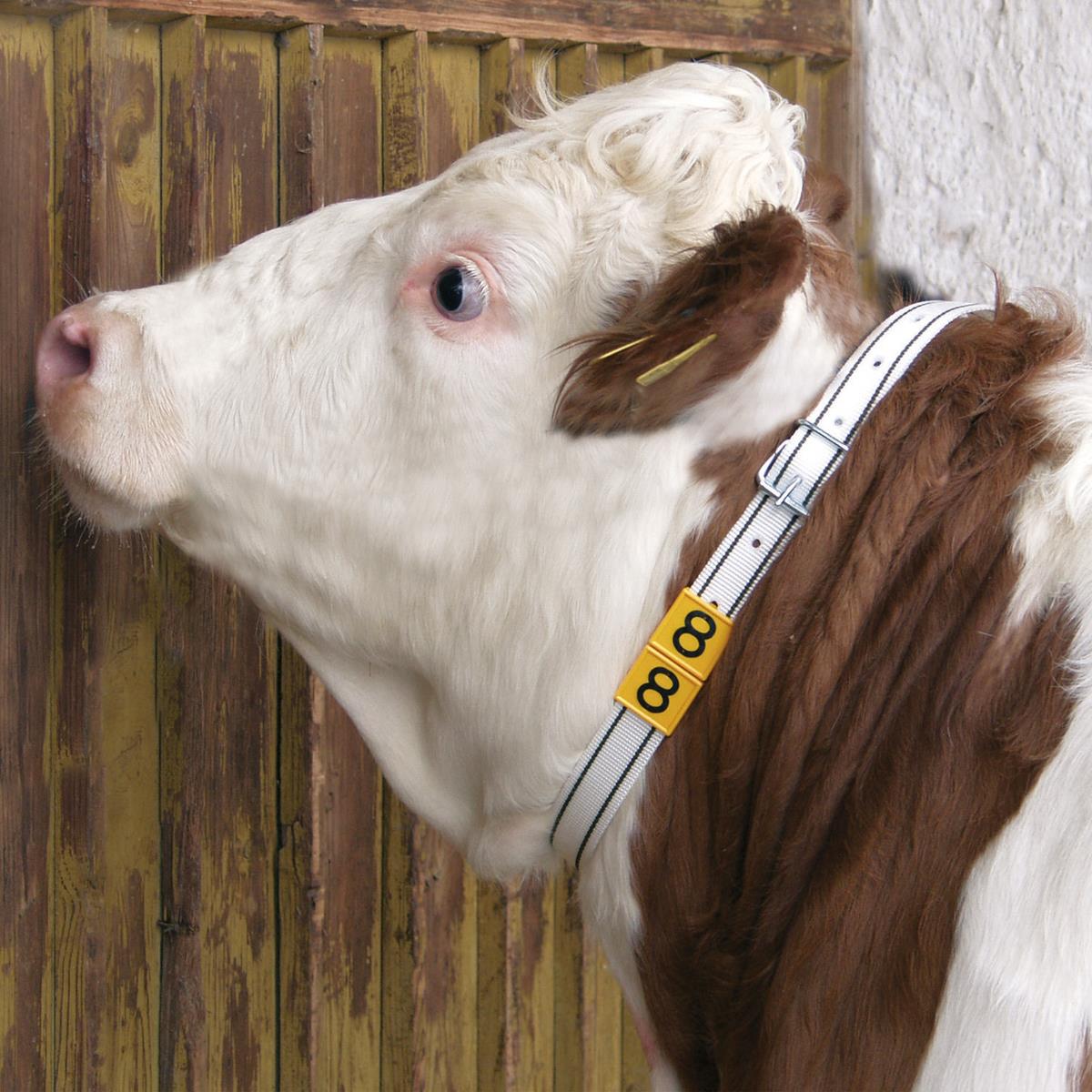 Ruban de marquage du cou des vaches blanc/noir 120 cm