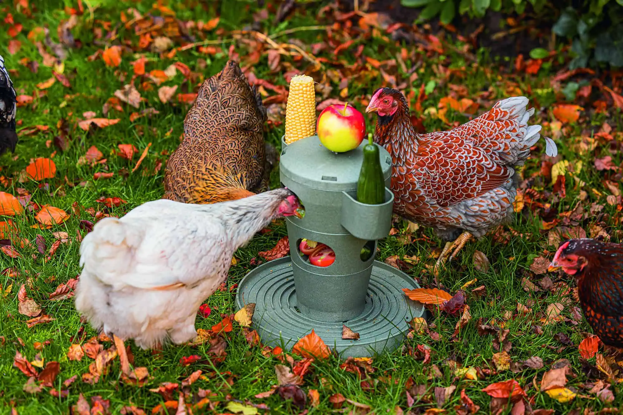 Tour de Snacks pour Poules de Beeztees