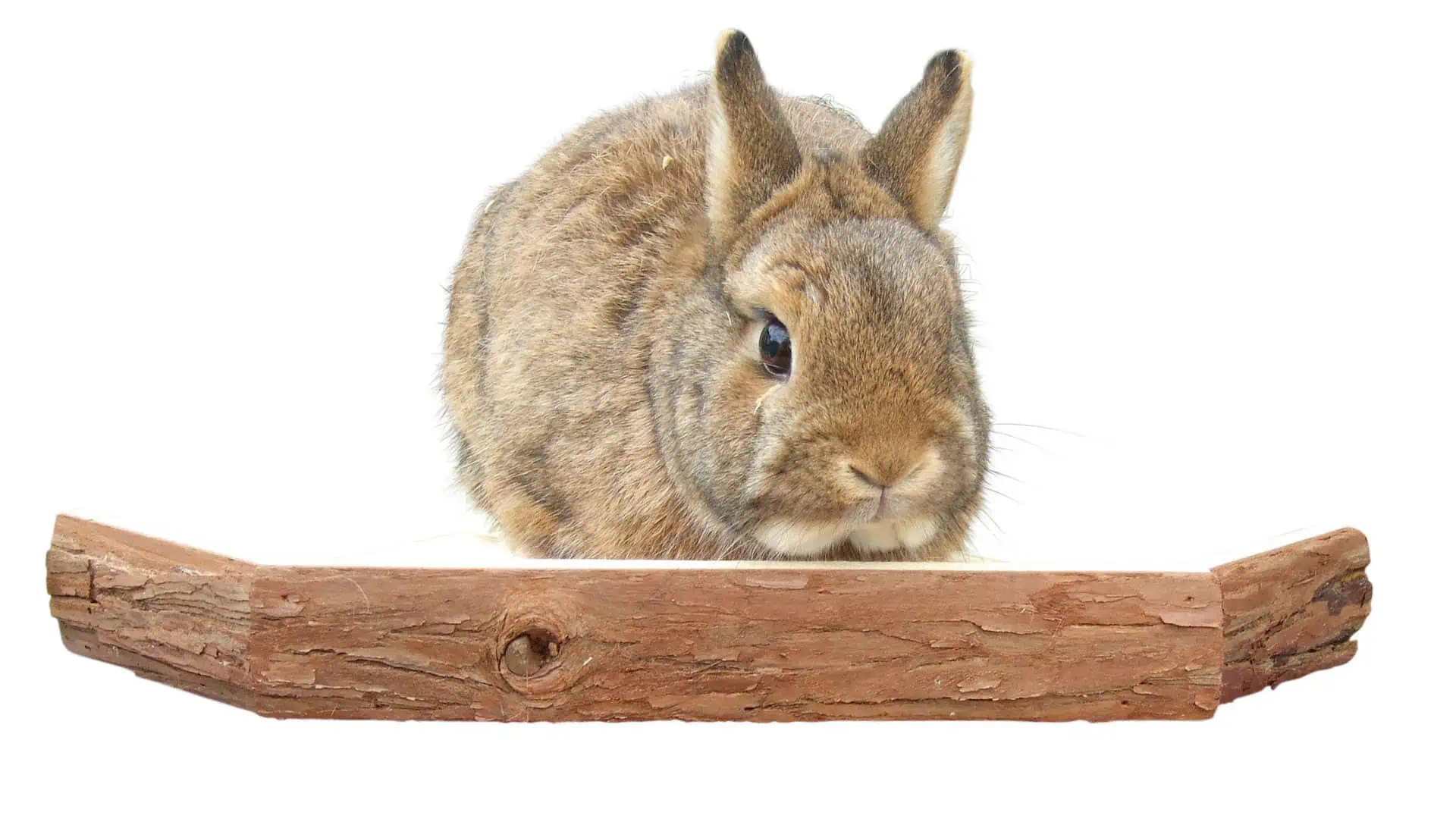 Vantage point for rabbit 28.5x28.5x4cm
