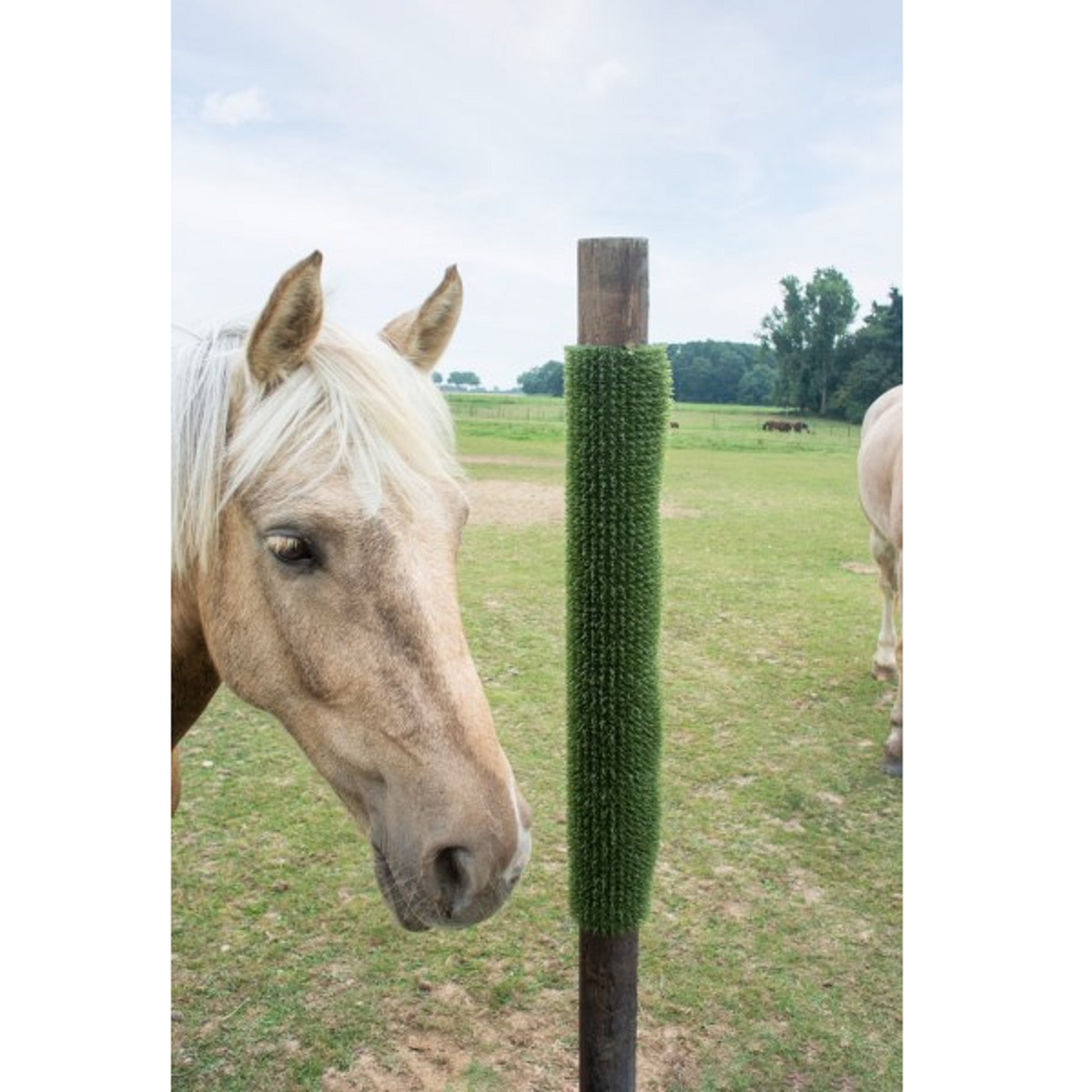 Tapis grattoir pour chevaux KratzPad vert 40 x 60 cm