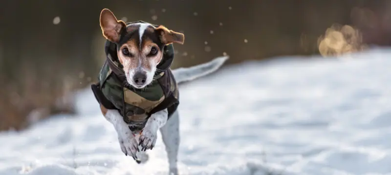 Vêtements pour chiens