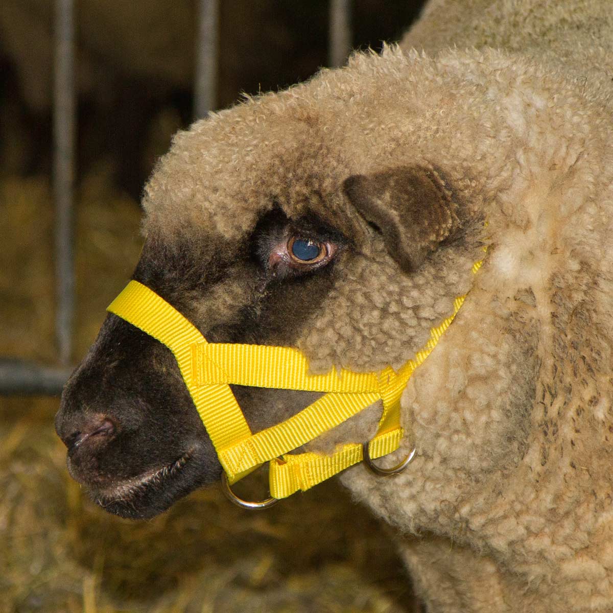 Collier de tête pour moutons et chèvres jaune