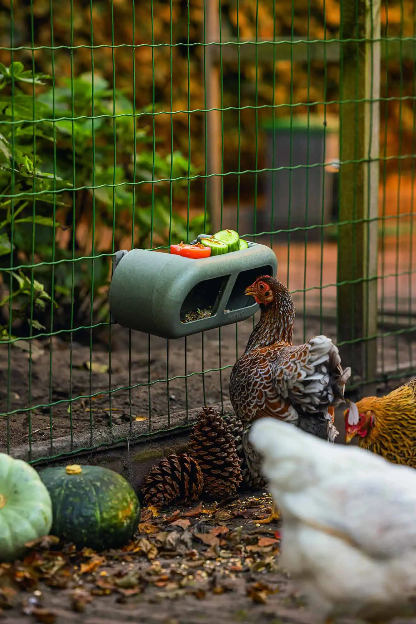 Mangeoire pour poules Beeztees