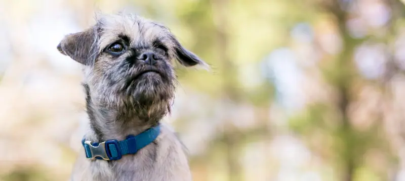 Collier de chien