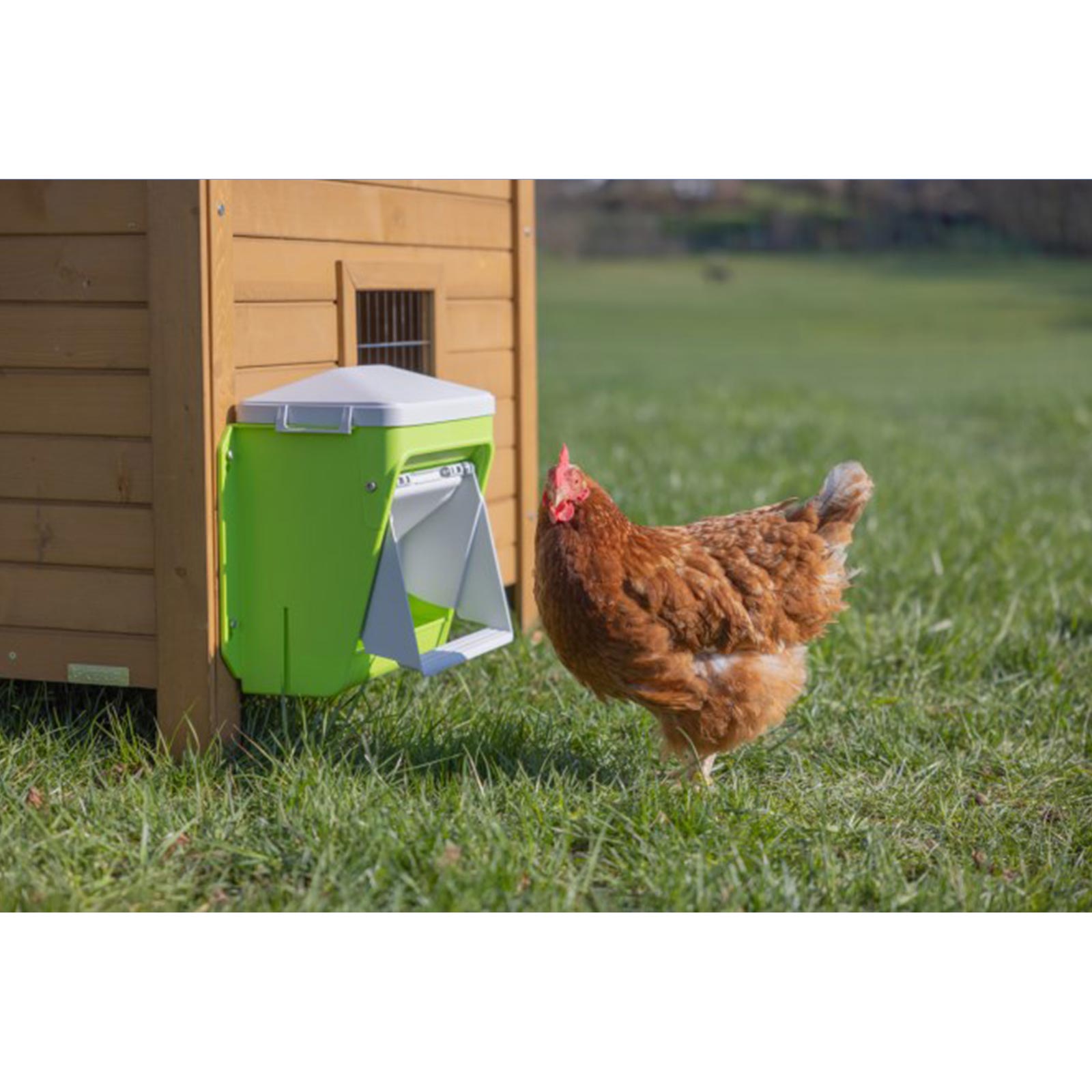 Mangeoire automatique pour poules SmartCoop