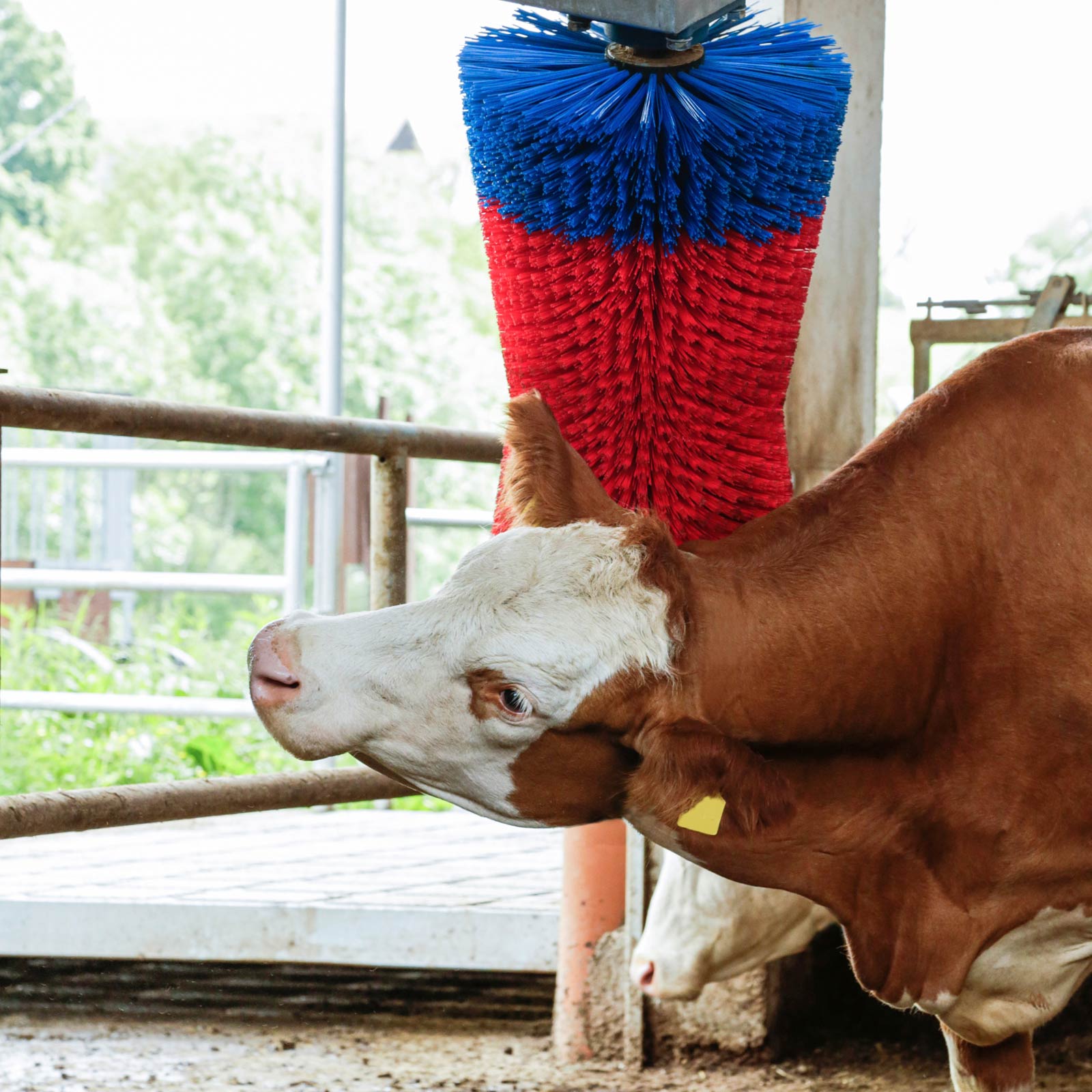 Brosse pour vaches HAPPYCOW MaxiSwing