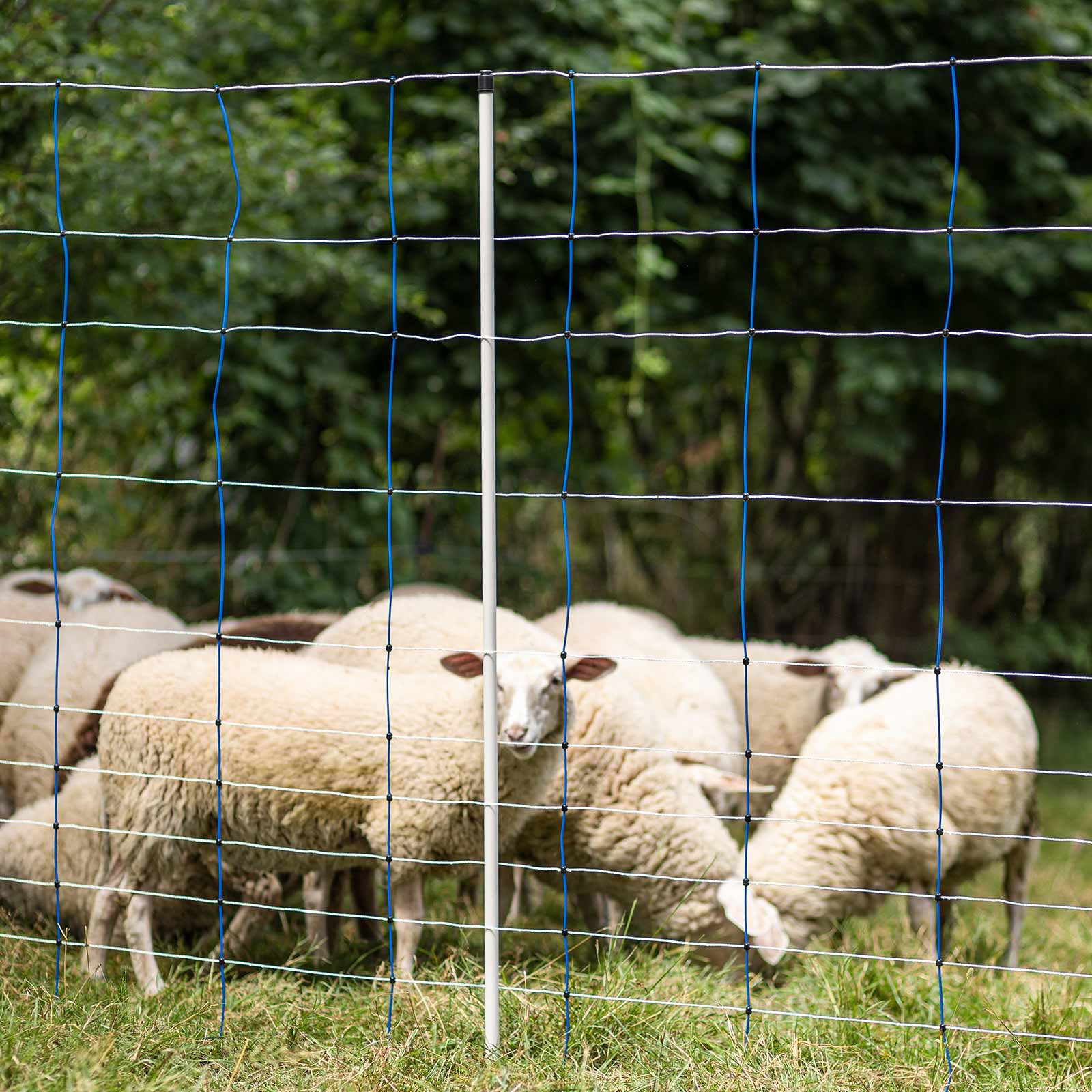 Filet pour moutons Ako TitanNet 145cm x 25m, bleu/blanc, double pointe