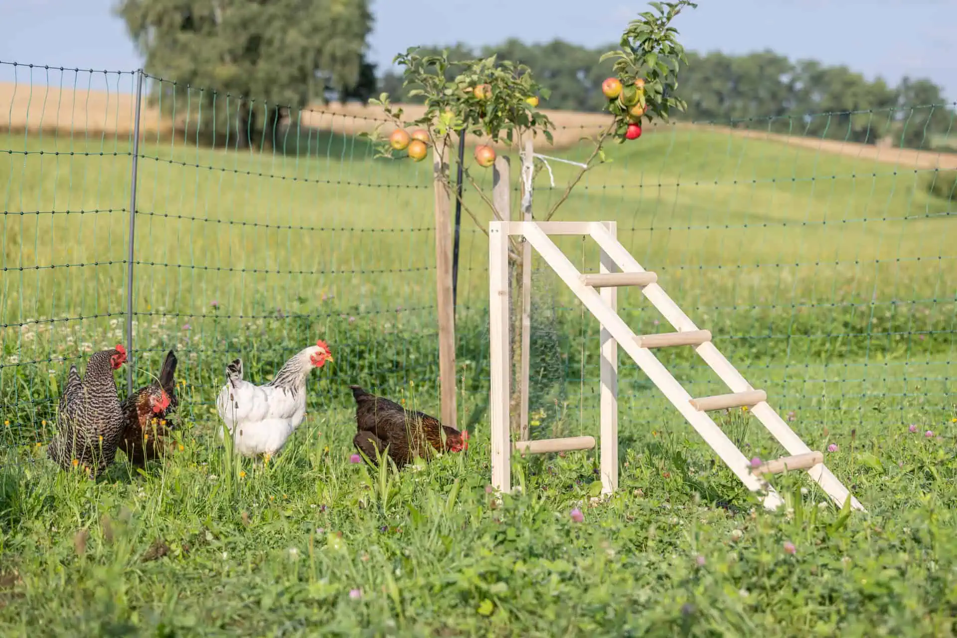 Tour d'escalade pour poules