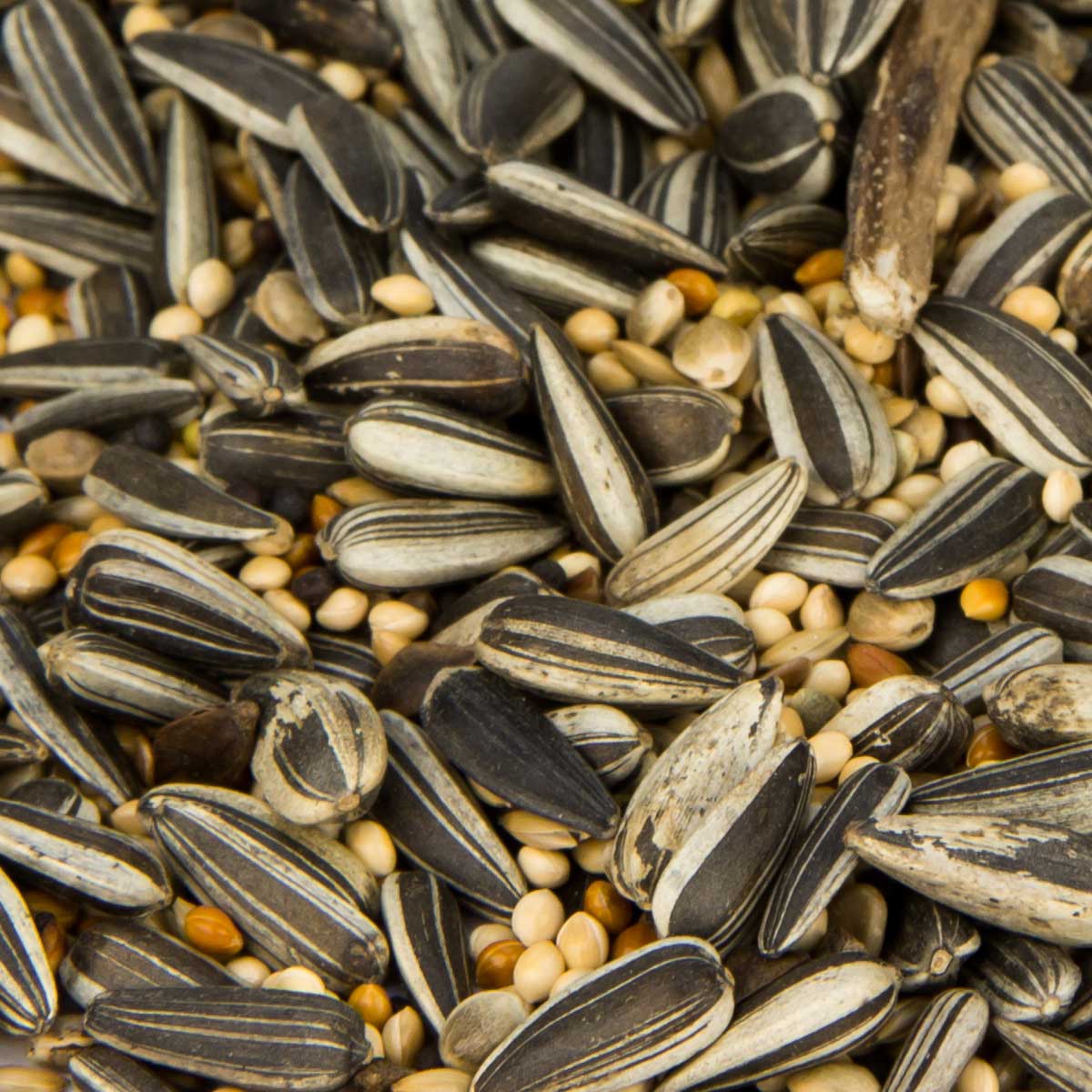 IdaPlus Mélange de graines sans blé pour oiseaux sauvages - Aliment pour  oiseaux pour toute l'année