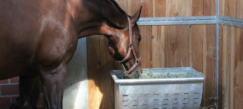 Alimentation pour chevaux