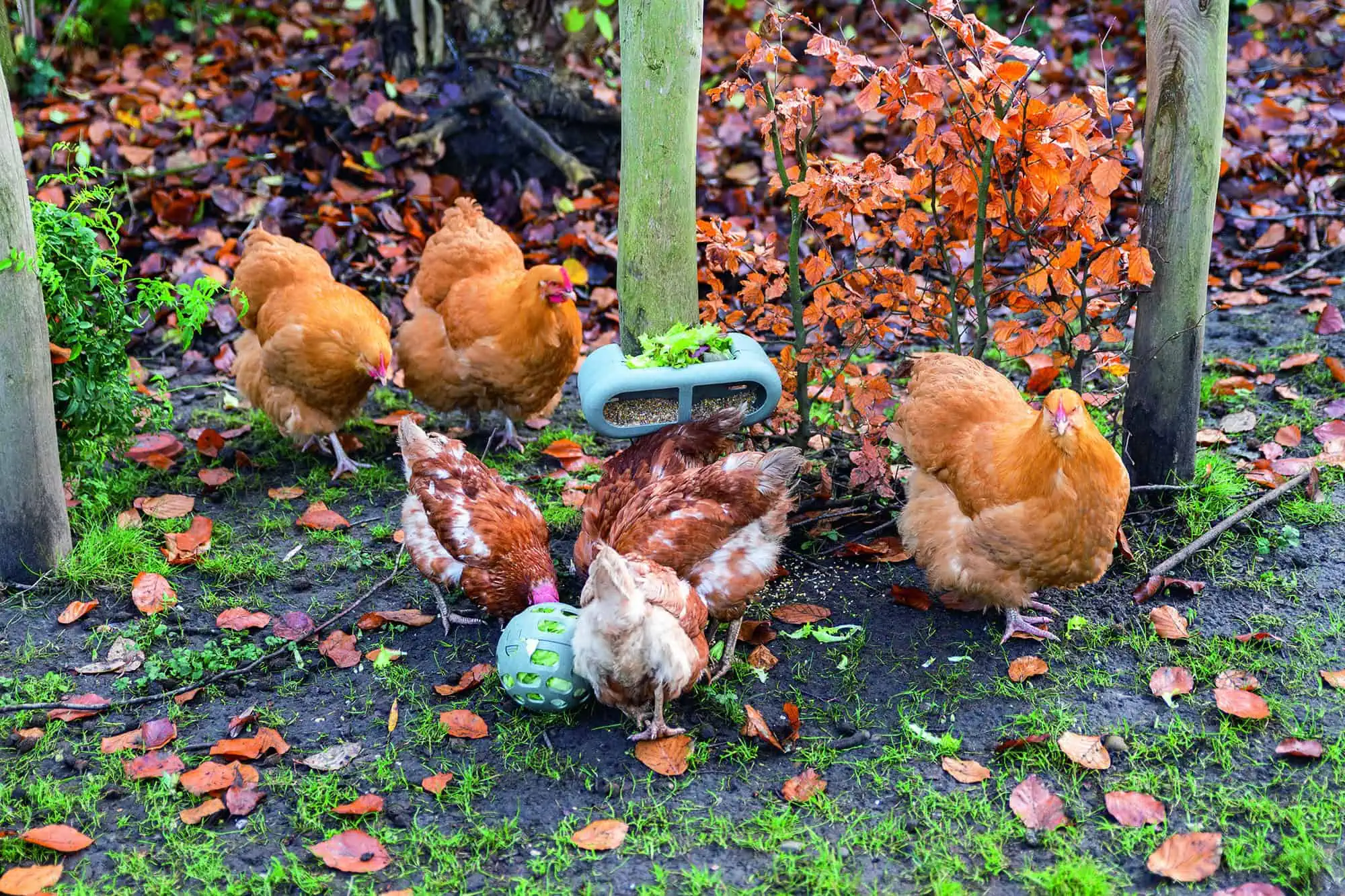 Snackball pour poules Beeztees