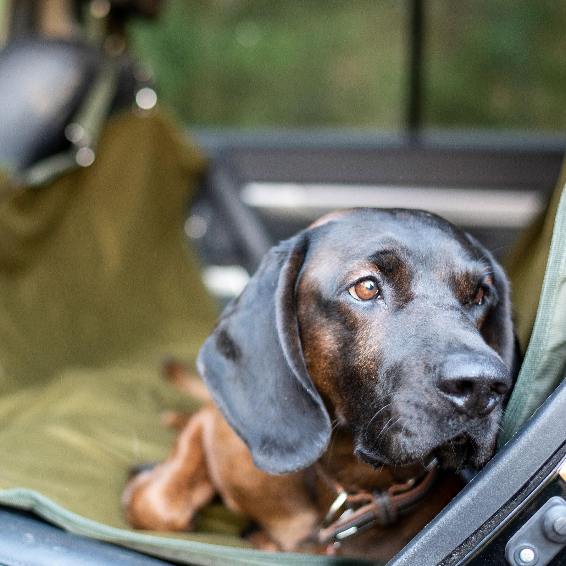 Couverture pour chien pour banquette arrière de voiture