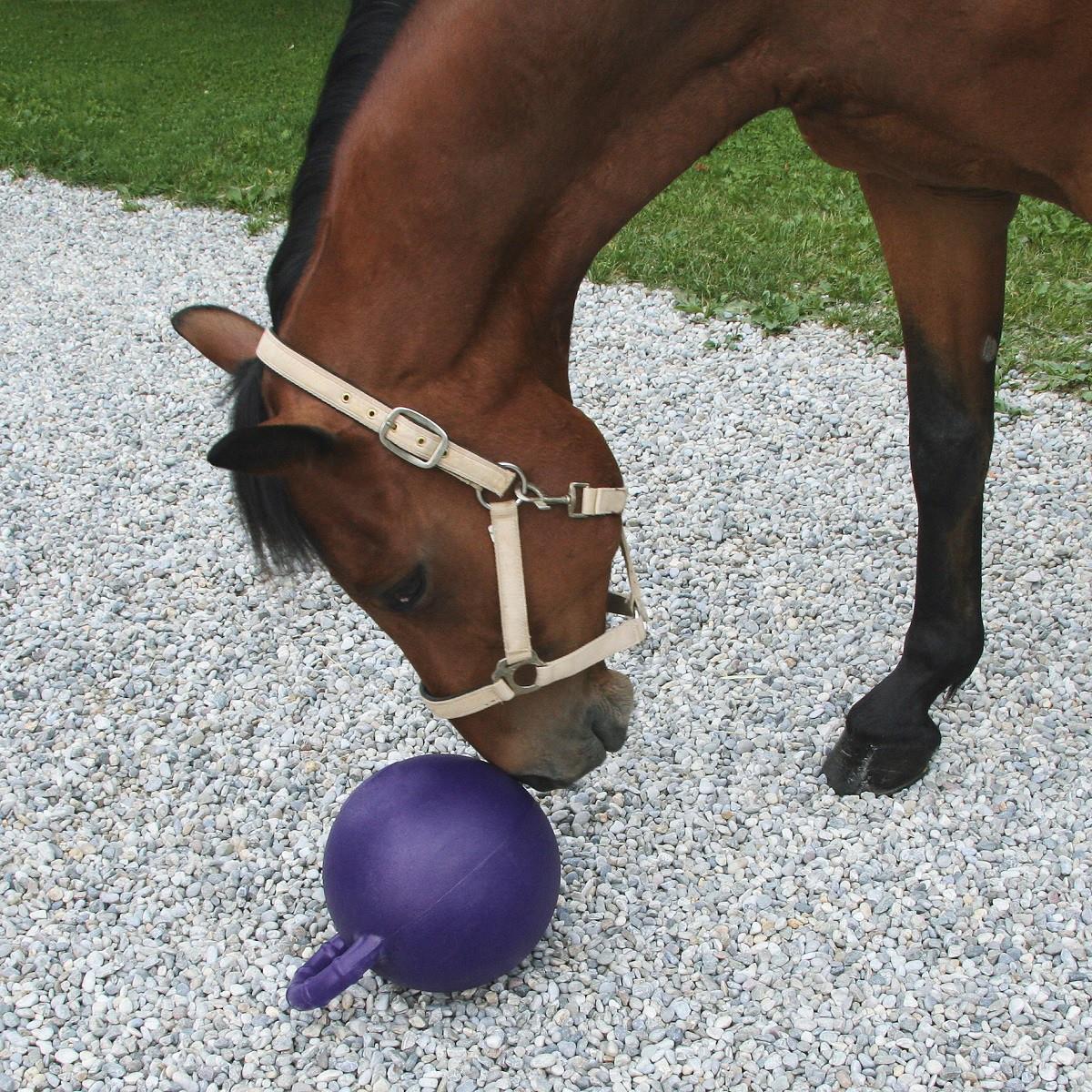 Un cheval joue au ballon avec un arôme de pomme