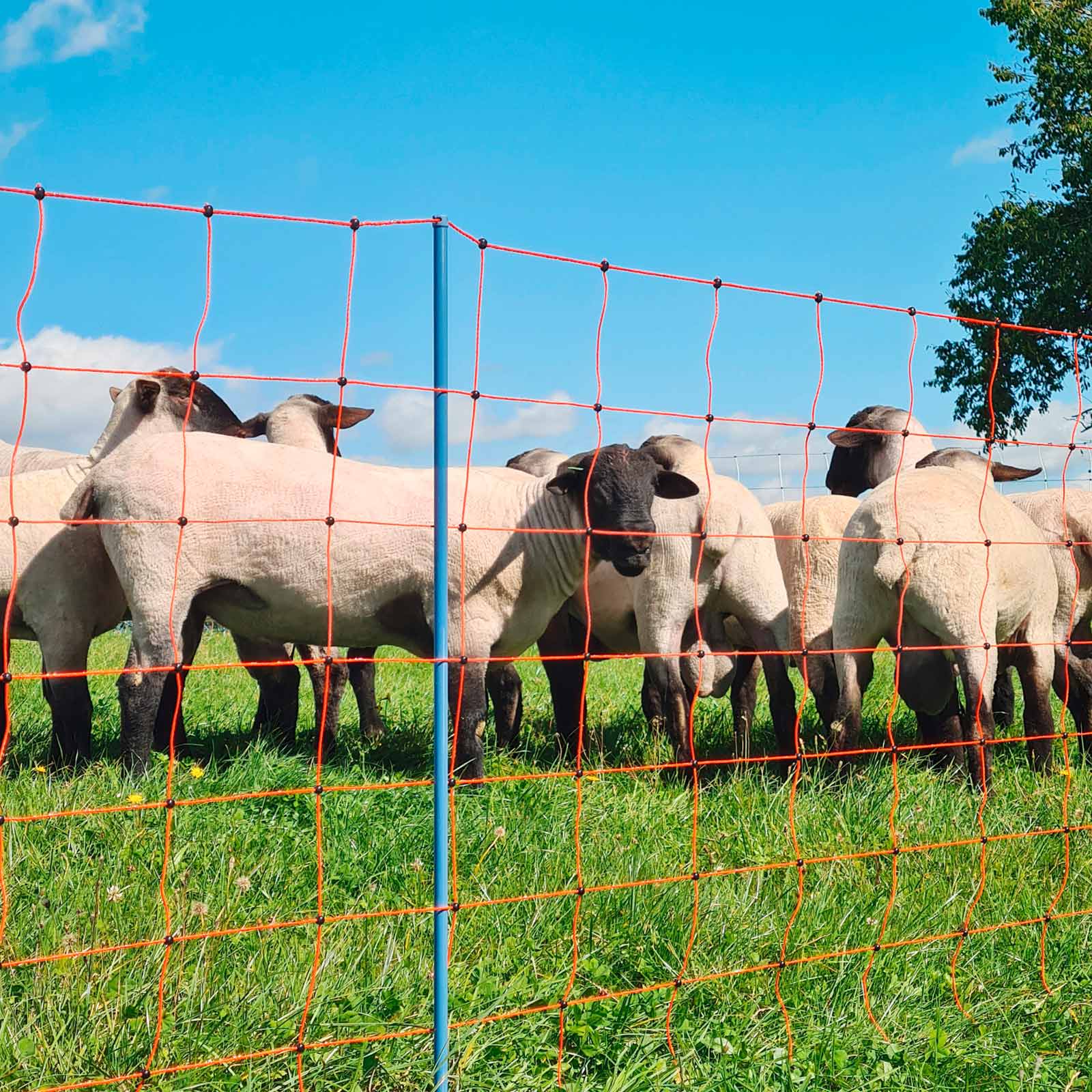 Filet pour moutons électrifié AKO OviNet Premium, point unique, orange 50 m x 90 cm