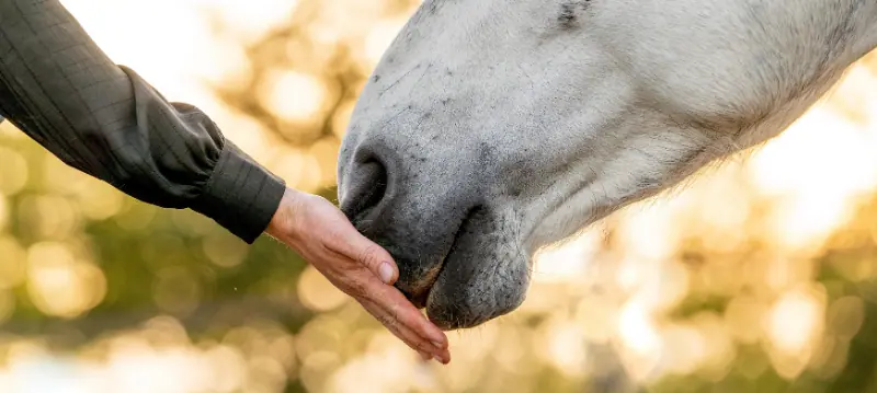 Acheter des aliments pour chevaux