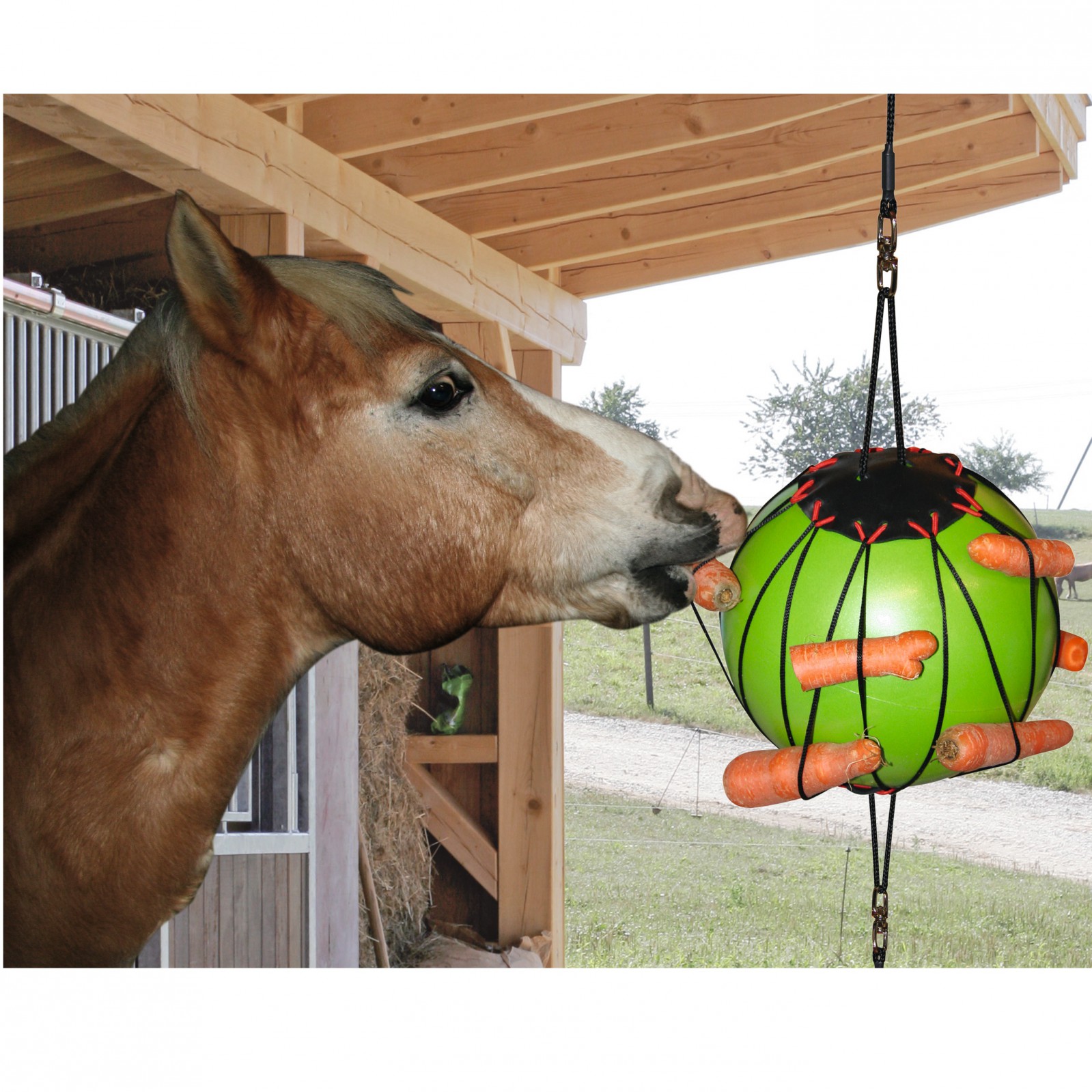 Thérapie de jeu de balle pour les chevaux