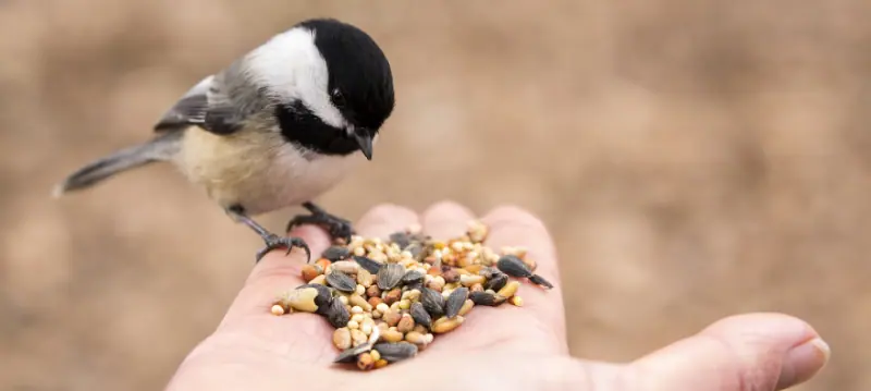 Nourriture oiseaux