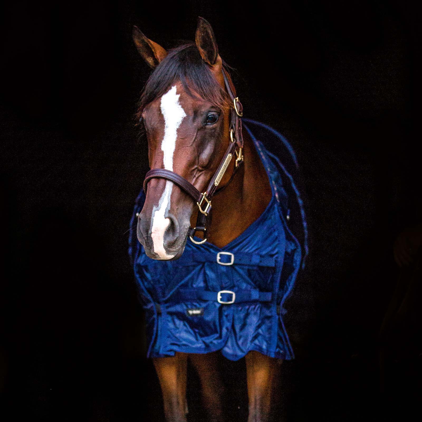 Back on Track chemise filet cheval bleu 135
