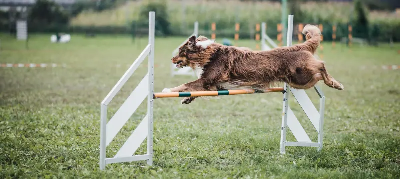 Accessoires de dressage de chien