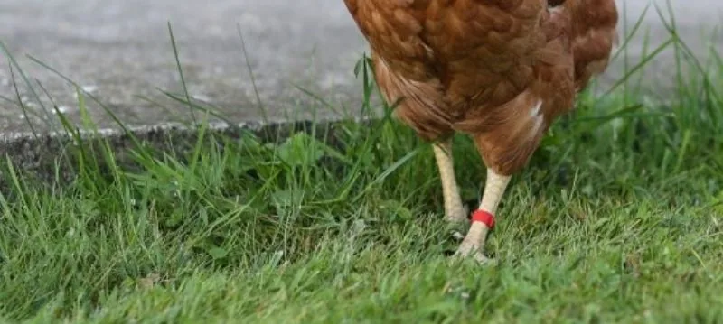 Bagues pour poules