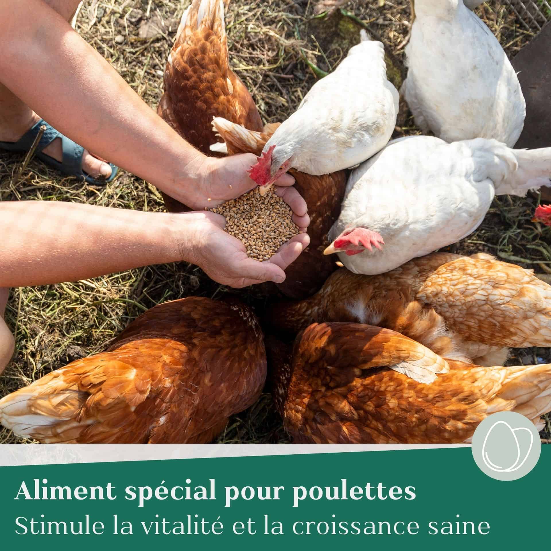 Aliment Bio Agrarzone pour poulettes en pellets 25 kg