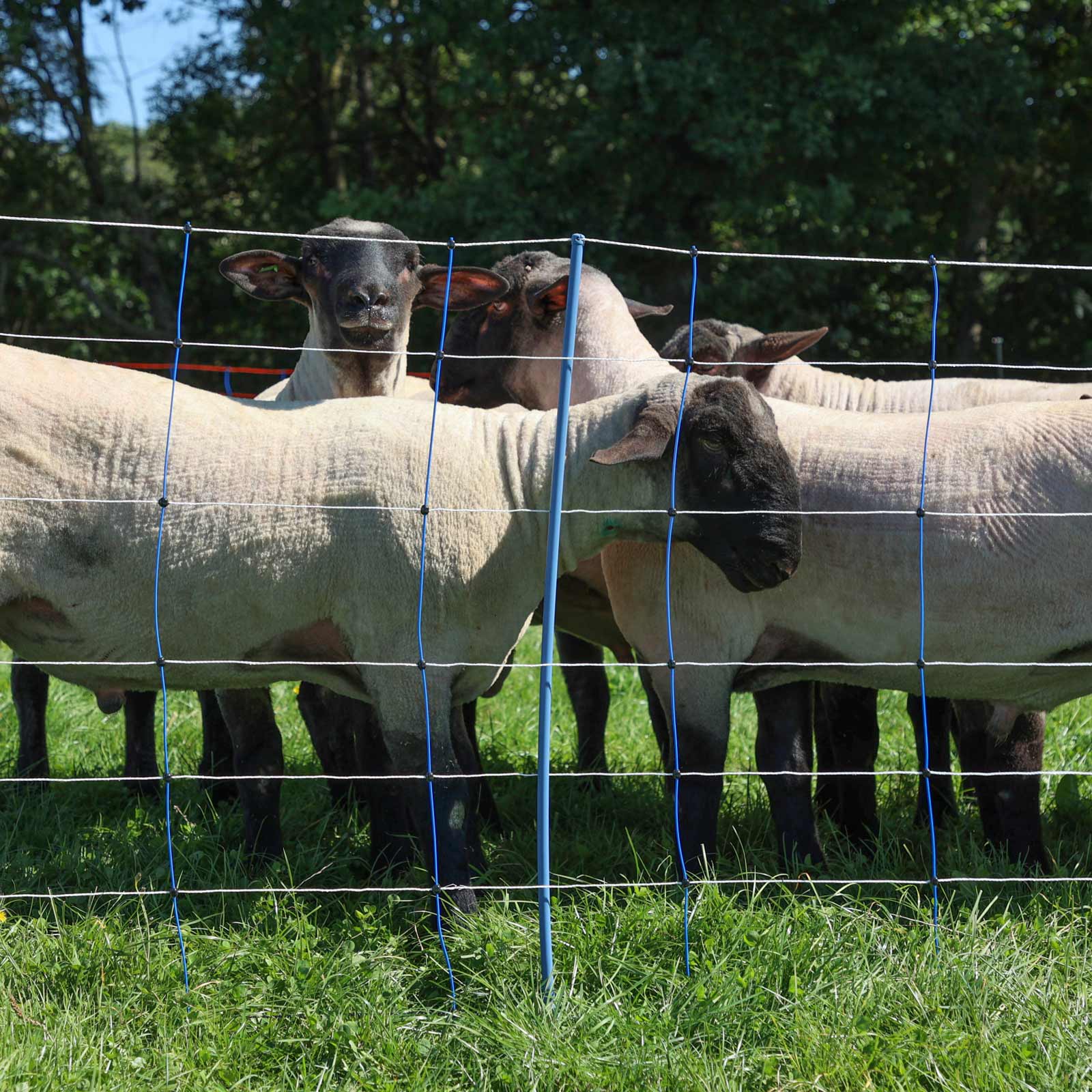 Filet pour moutons électrifié Ako TitanNet Premium Plus, à double pointe, bleu-blanc 50 m x 90 cm