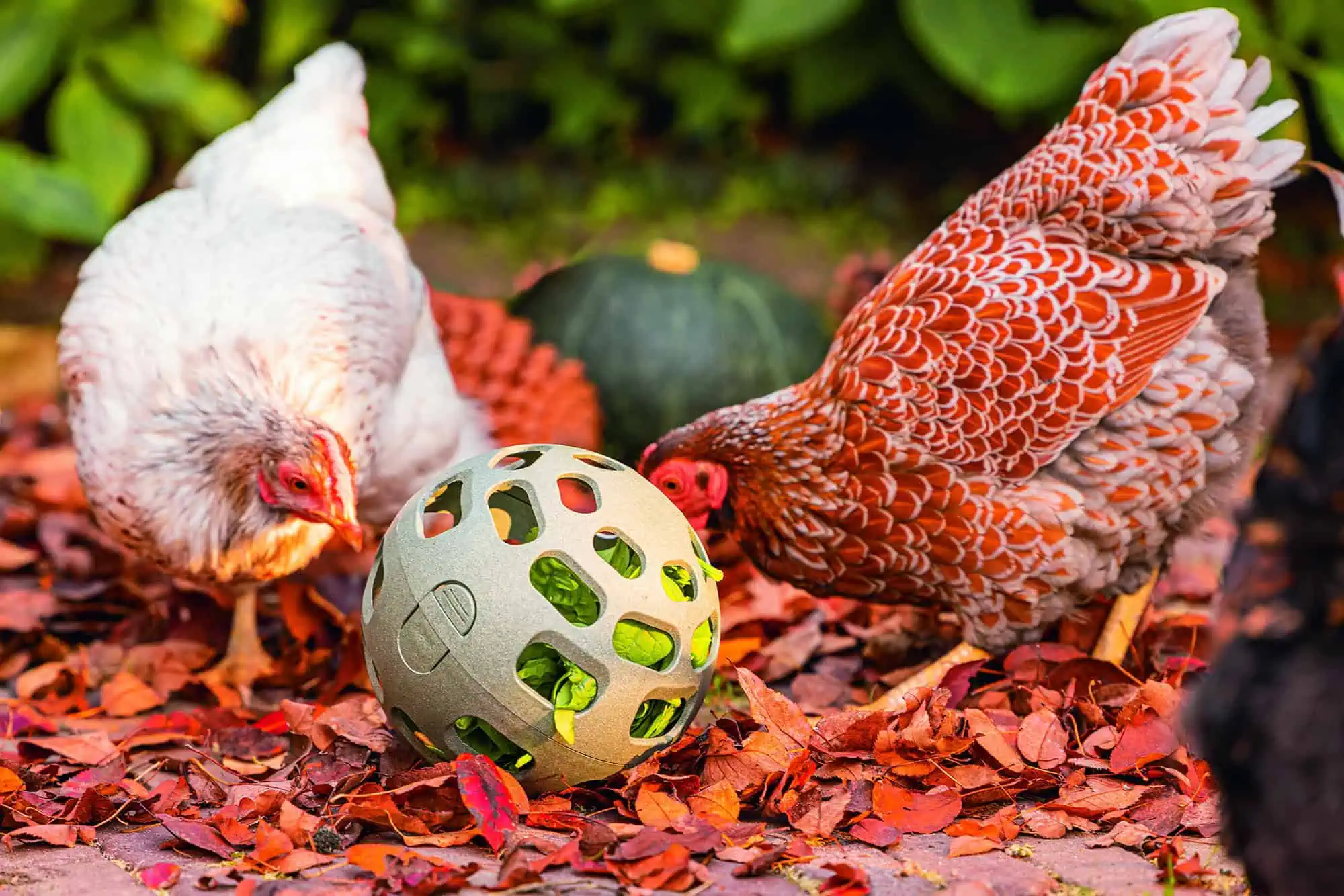 Snackball pour poules Beeztees