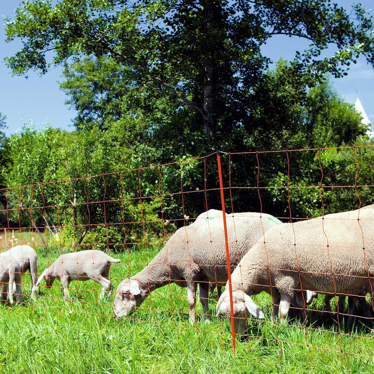 Filet pour moutons électrifiable Agrarzone Classic, à double pointe, orange 50 m x 90 cm