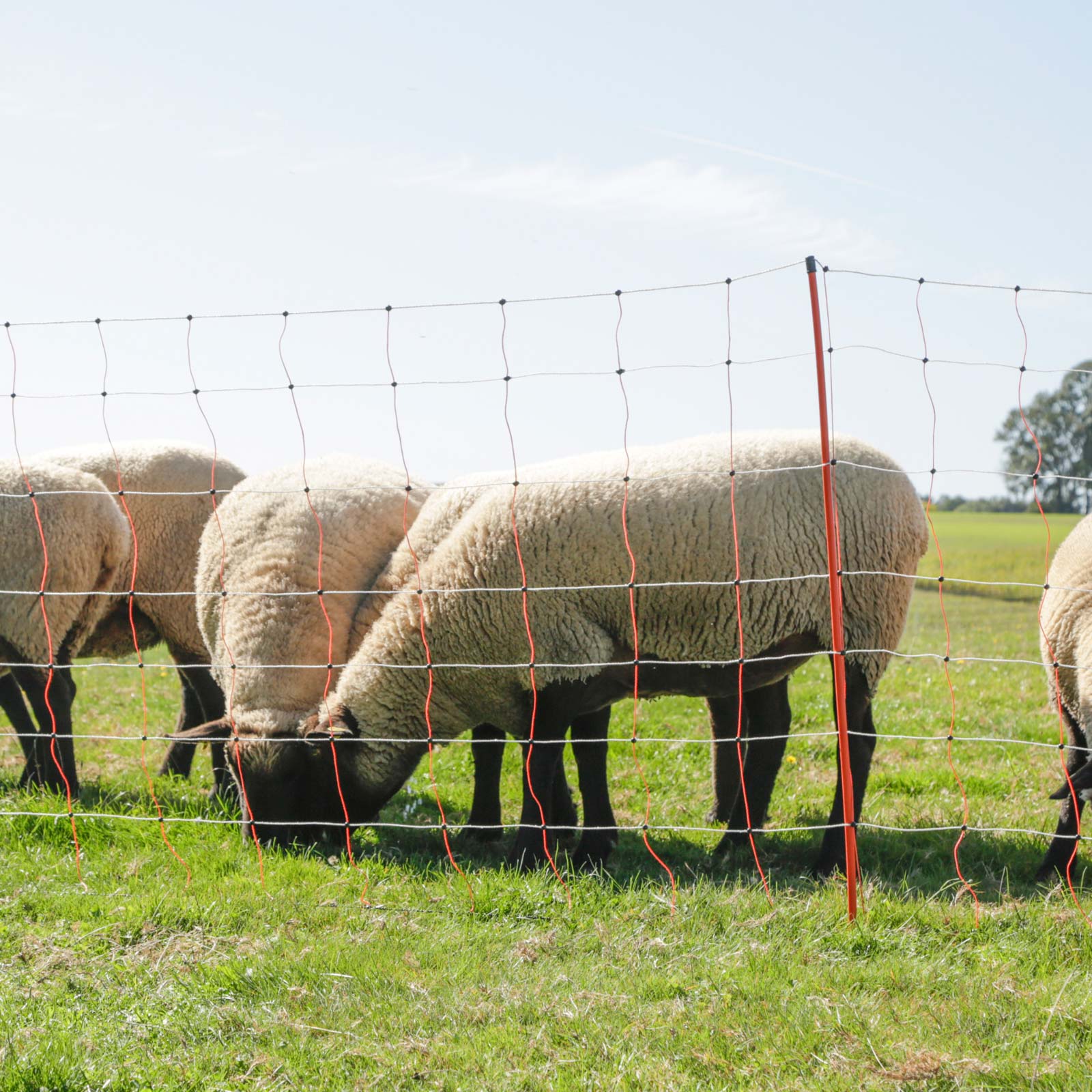Filet pour moutons électrifié Kerbl, double pointe, orange-blanc, 50 m 50 m x 90 cm