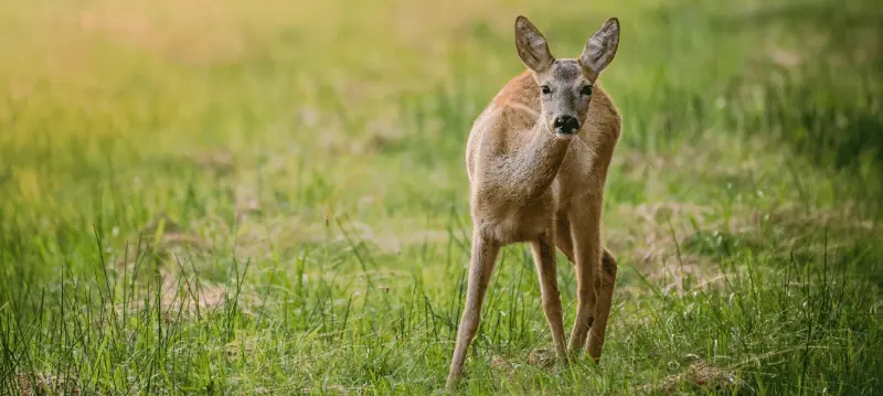 Clôture pour animaux suvages