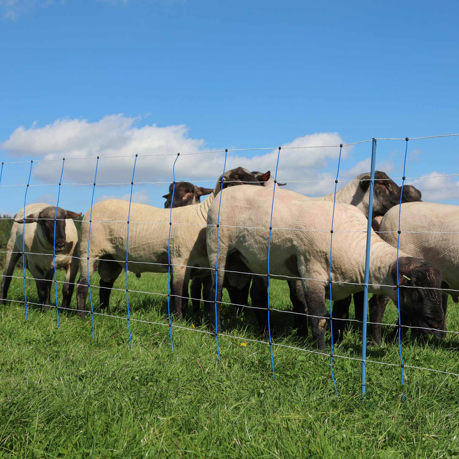 Filet pour moutons électrifié Ako TitanNet Premium Plus, à double pointe, bleu-blanc 50 m x 90 cm