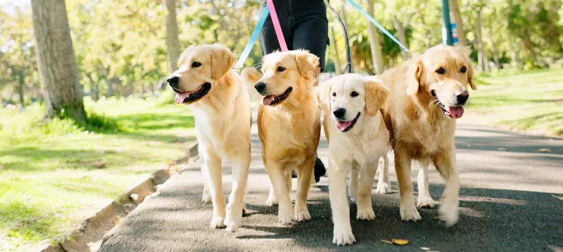 Accessoires de promenade pour chien