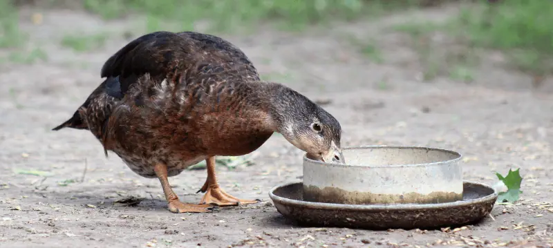 Alimentation canards