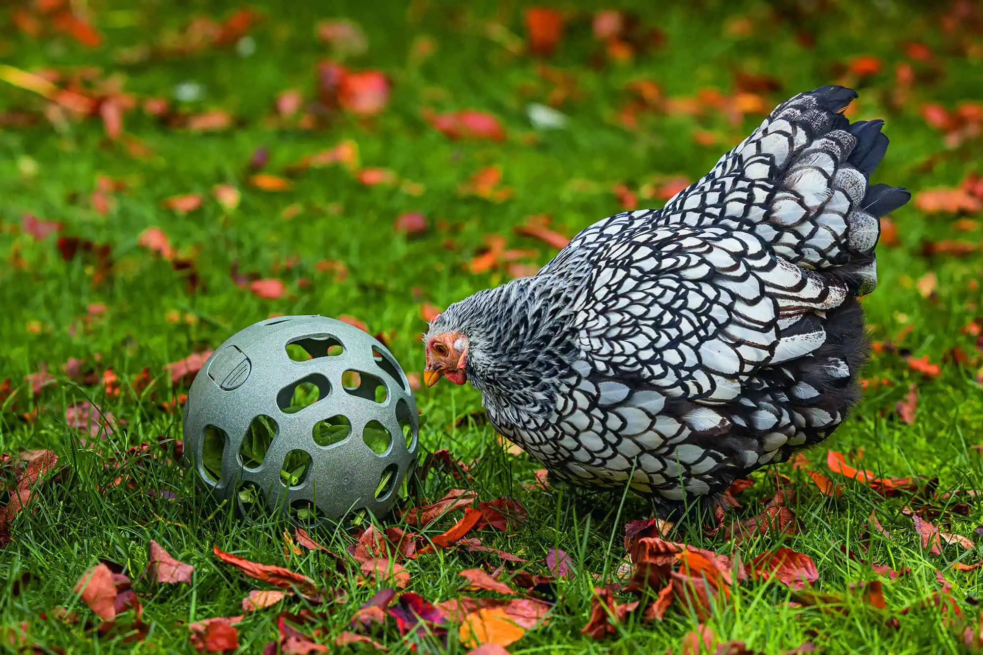 Snackball pour poules Beeztees