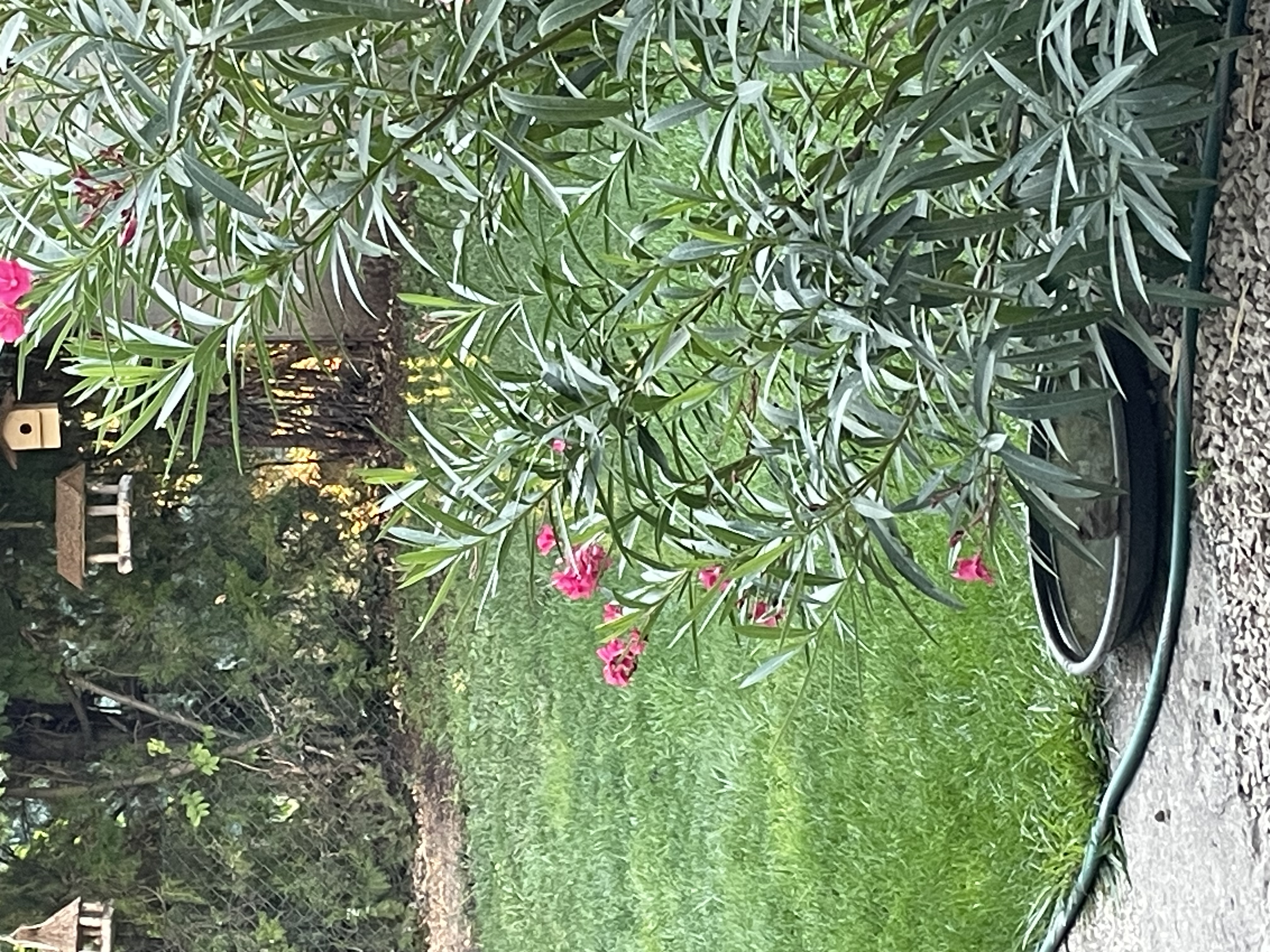 IMG_4396.jpeg